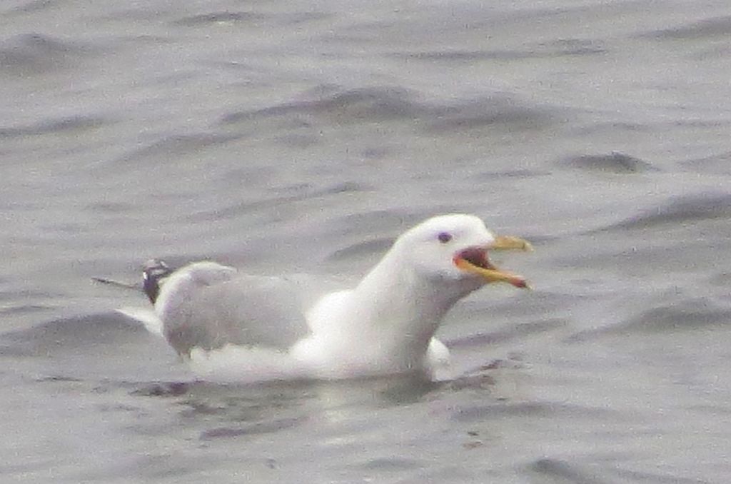 Larus cachinnans Pallas, 1811
