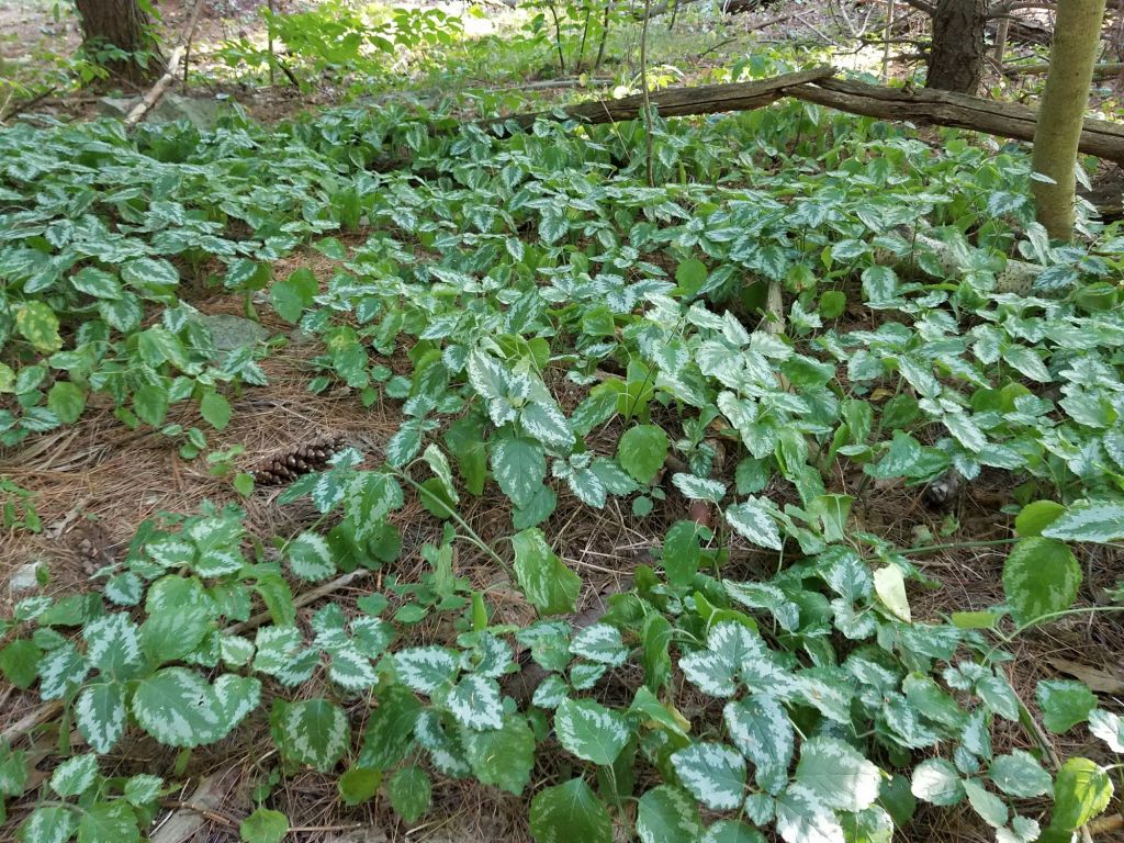 Lamium galeobdolon (L.) L.