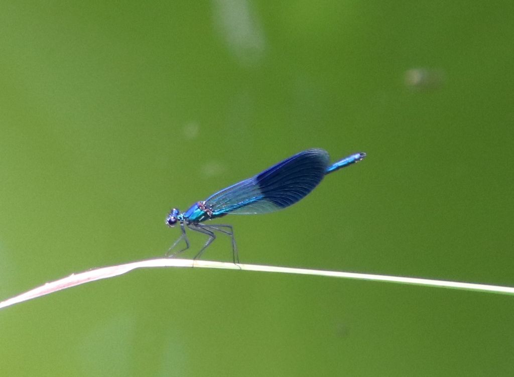 Calopteryx splendens (Harris, 1782)