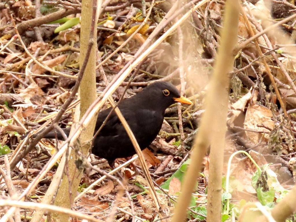Turdus merula Linnaeus, 1758