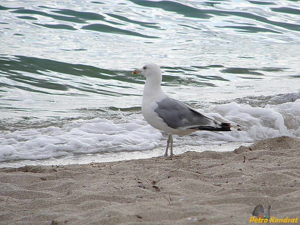 Larus cachinnans Pallas, 1811