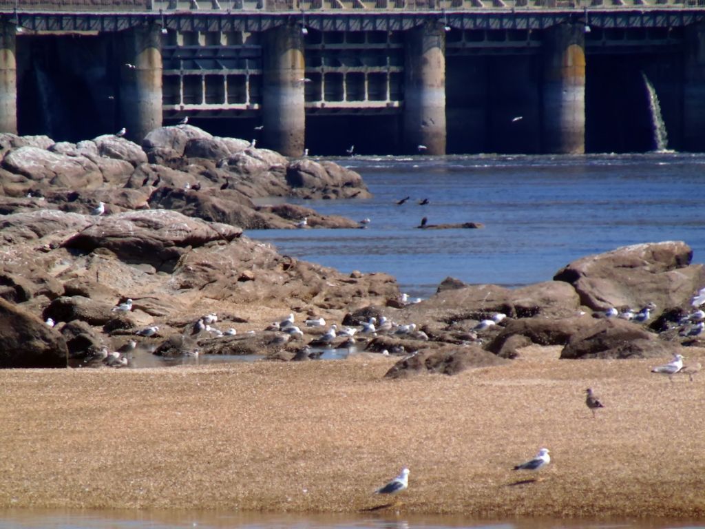 Larus cachinnans Pallas, 1811