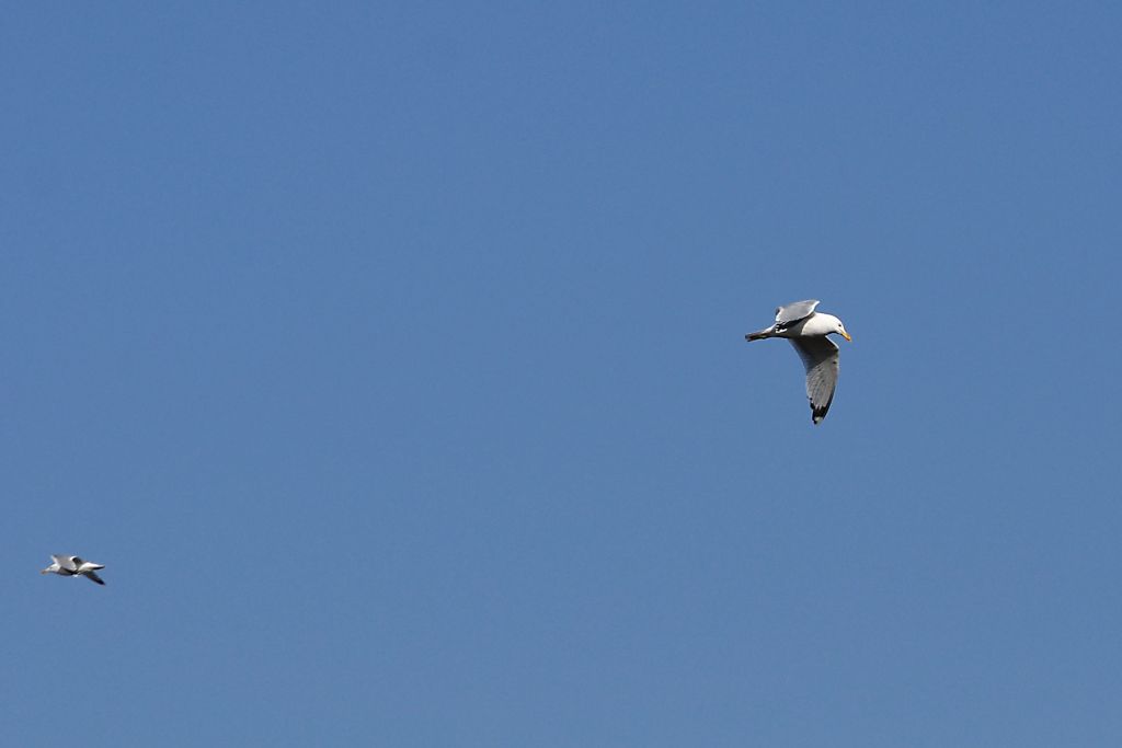 Larus cachinnans Pallas, 1811