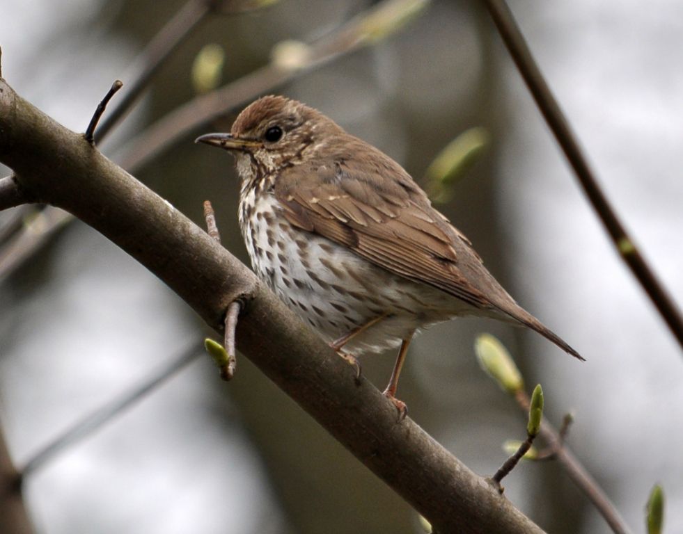 Turdus philomelos C.L.Brehm, 1831