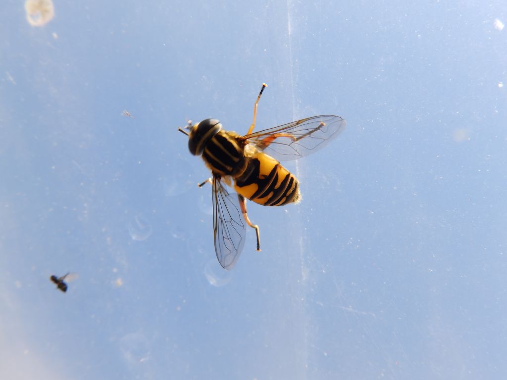Helophilus pendulus (Linnaeus, 1758)