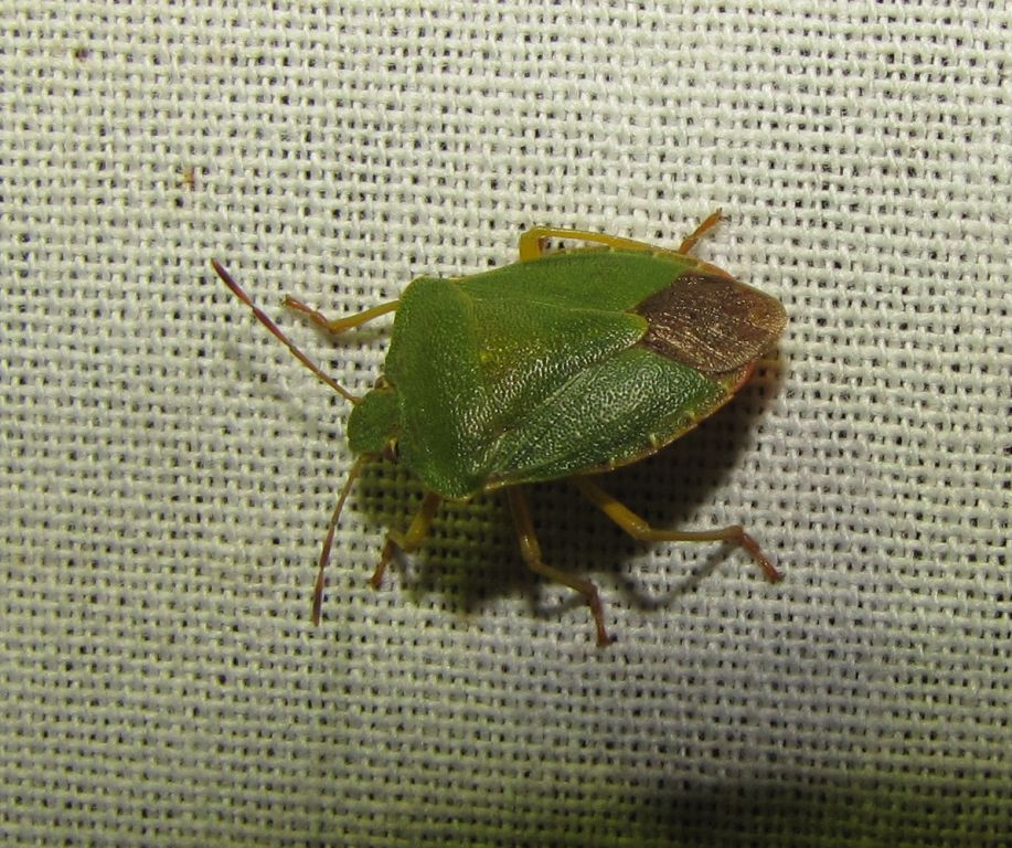 Palomena prasina (Linnaeus, 1761)