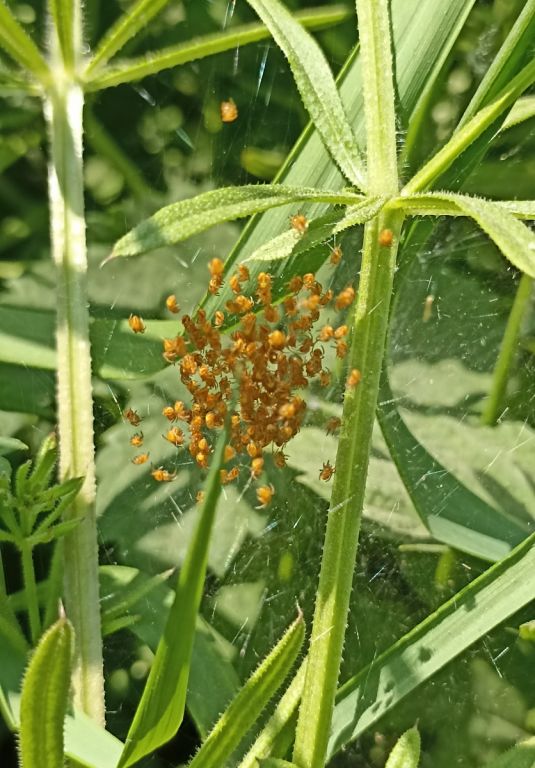 Araneidae