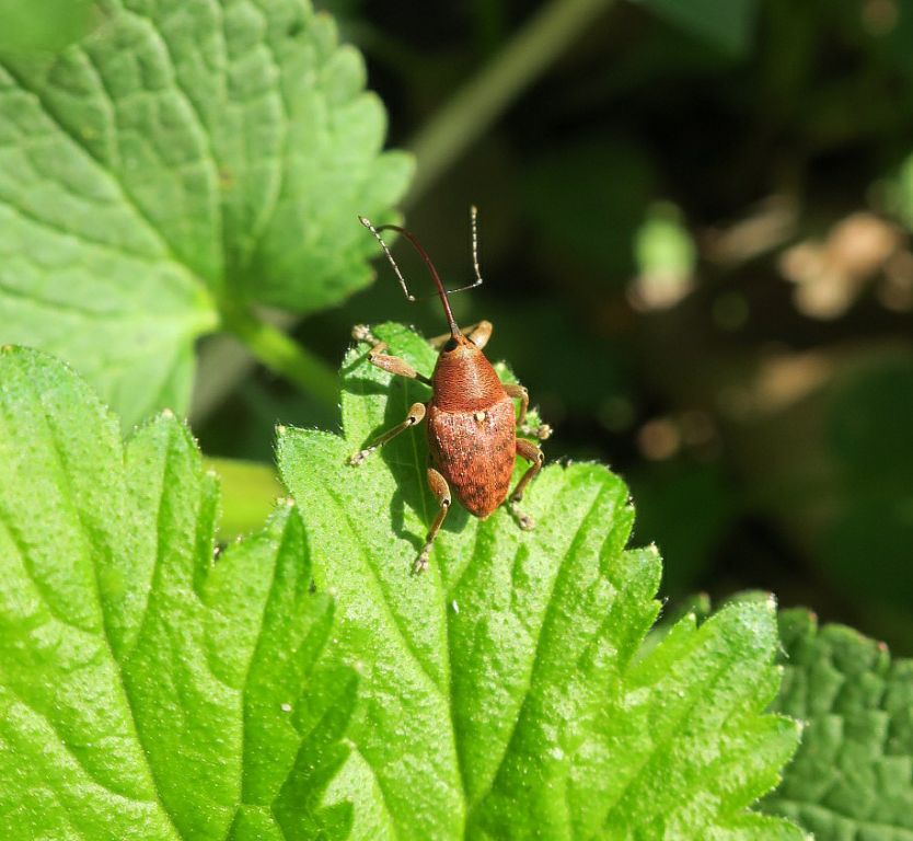 Curculio glandium Marsham, 1802