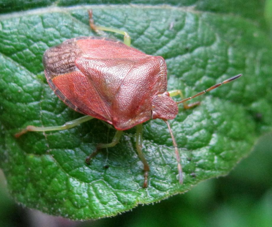 Palomena prasina (Linnaeus, 1761)