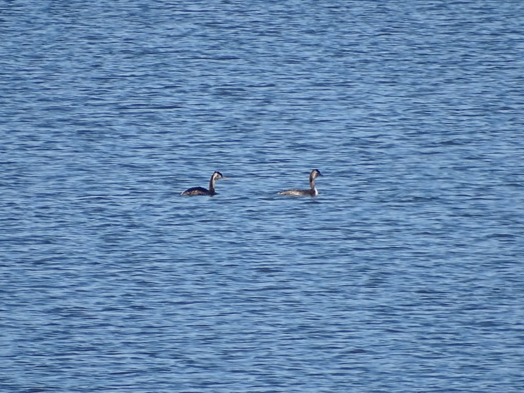 Podiceps cristatus (Linnaeus, 1758)