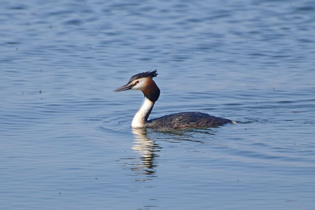 Podiceps cristatus (Linnaeus, 1758)