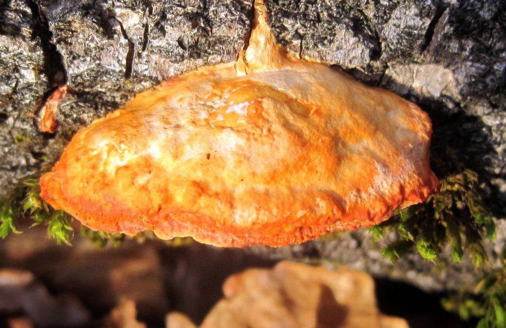 Pycnoporus cinnabarinus (Jacq.) P.Karst.