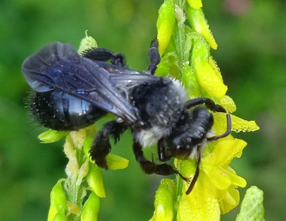 Andrena cineraria (Linnaeus, 1758)