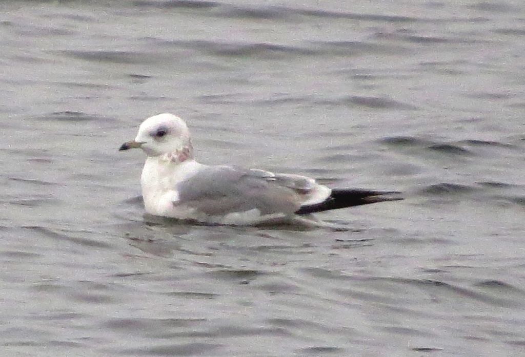 Larus canus Linnaeus, 1758