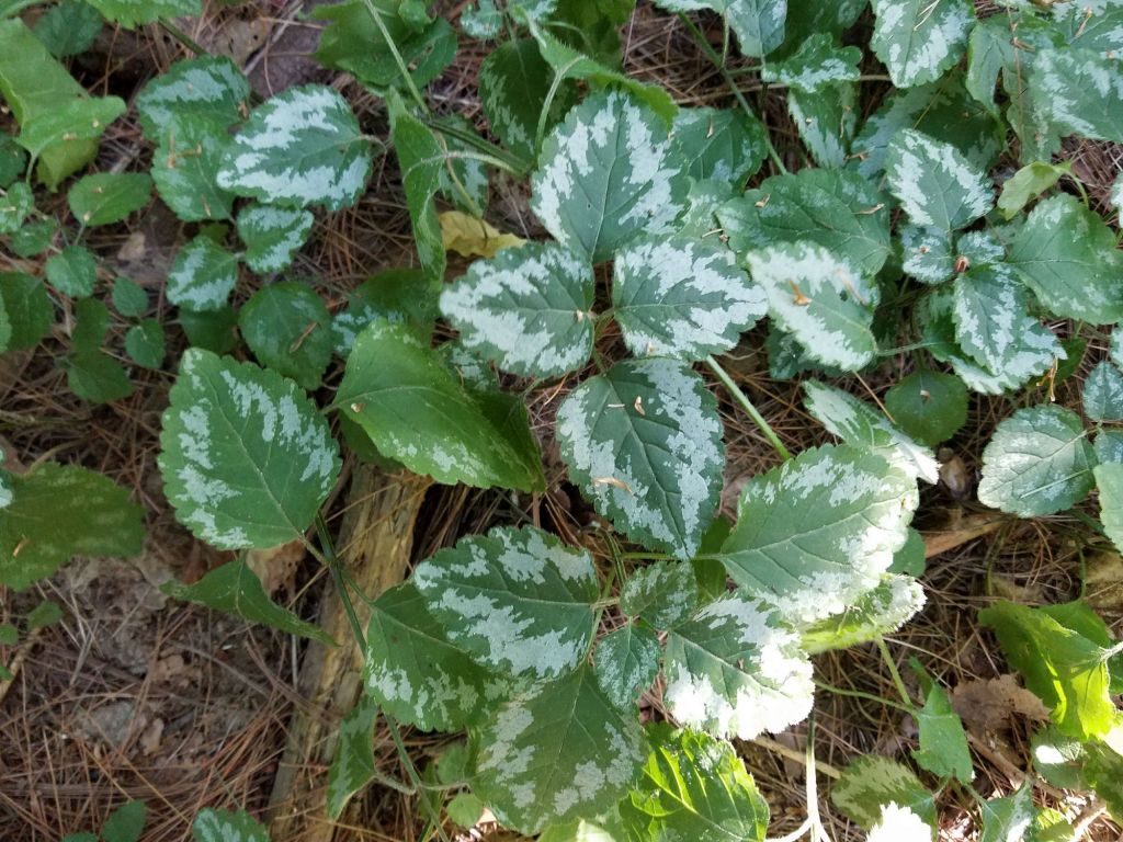 Lamium galeobdolon (L.) L.