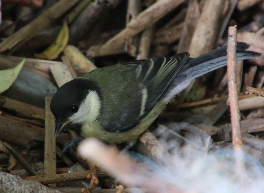 Parus major Linnaeus, 1758
