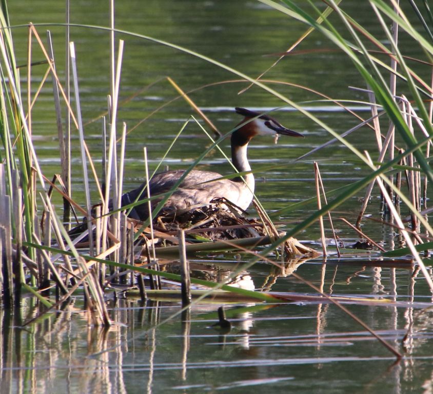 Podiceps cristatus (Linnaeus, 1758)