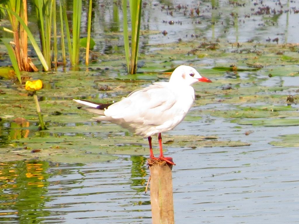 Chroicocephalus ridibundus (Linnaeus, 1766)