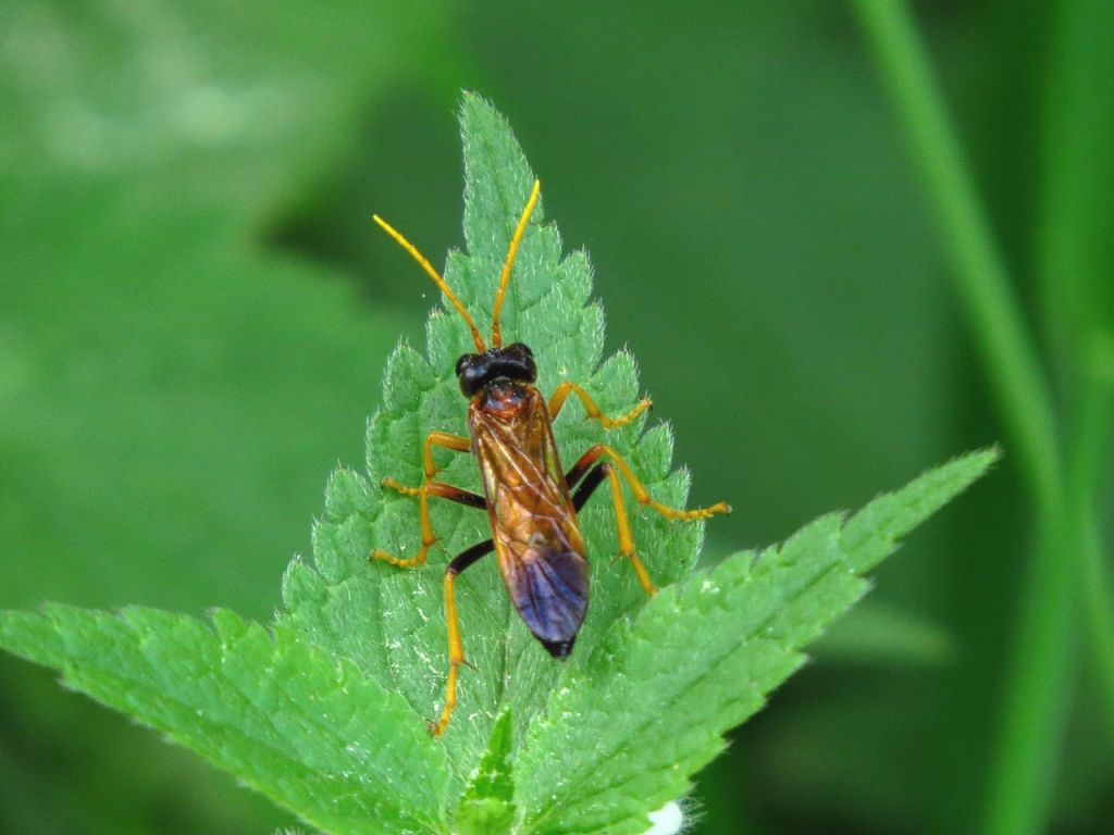 Tenthredinidae