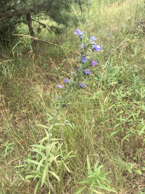 Echium vulgare L.