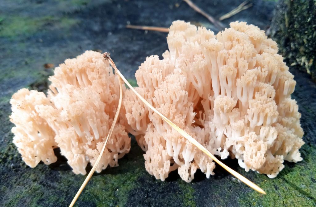 Artomyces pyxidatus (Pers.) Jülich