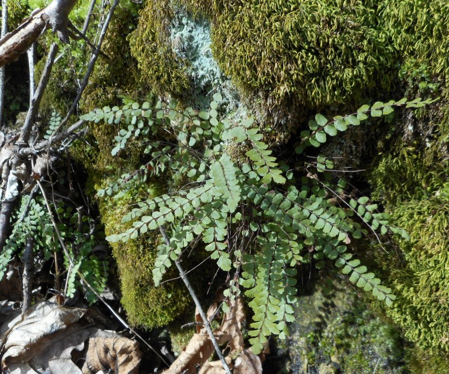 Asplenium trichomanes L.