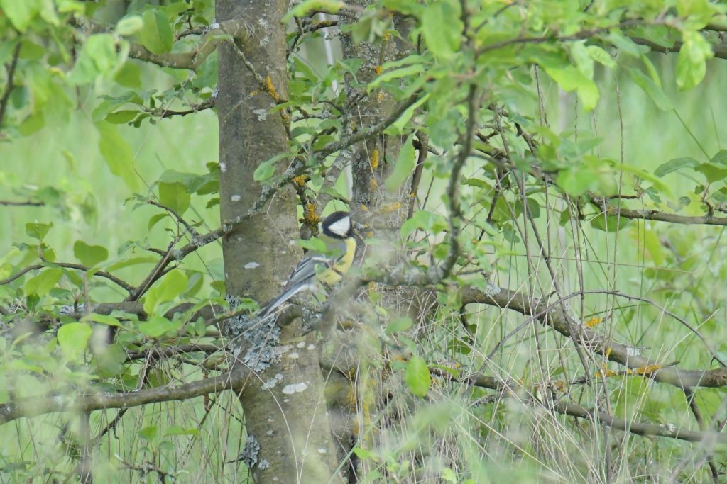 Parus major Linnaeus, 1758