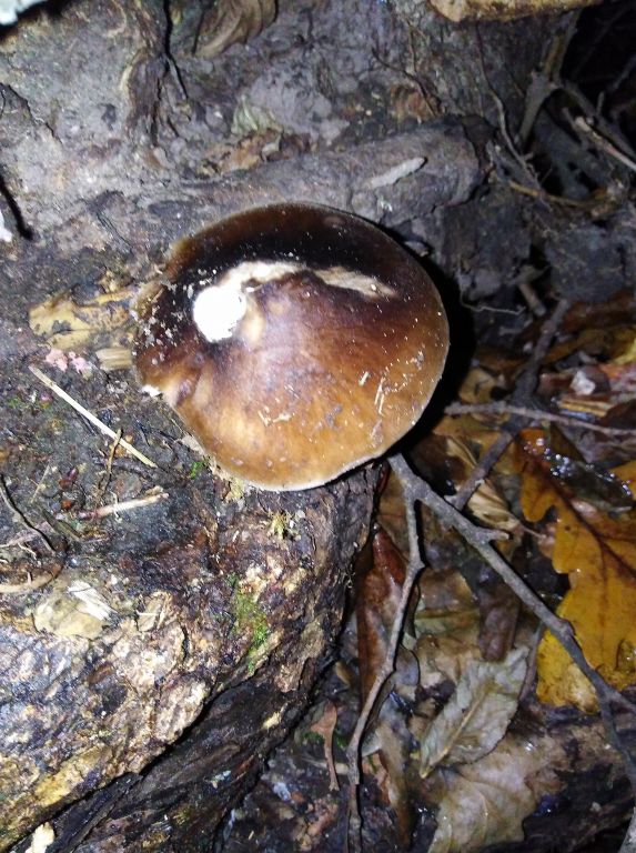 Pluteus cervinus (Schaeff.) P.Kumm.