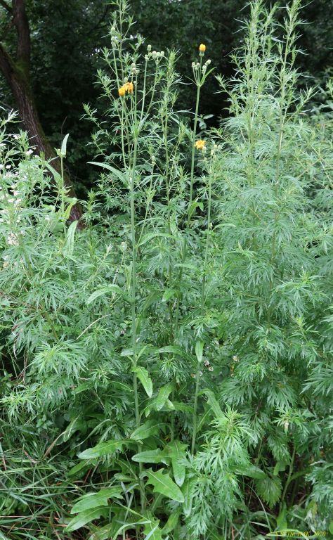 Sonchus arvensis subsp. uliginosus (M.Bieb.) Nyman