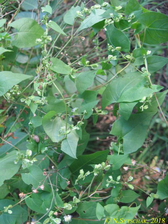 Fallopia dumetorum (L.) Holub