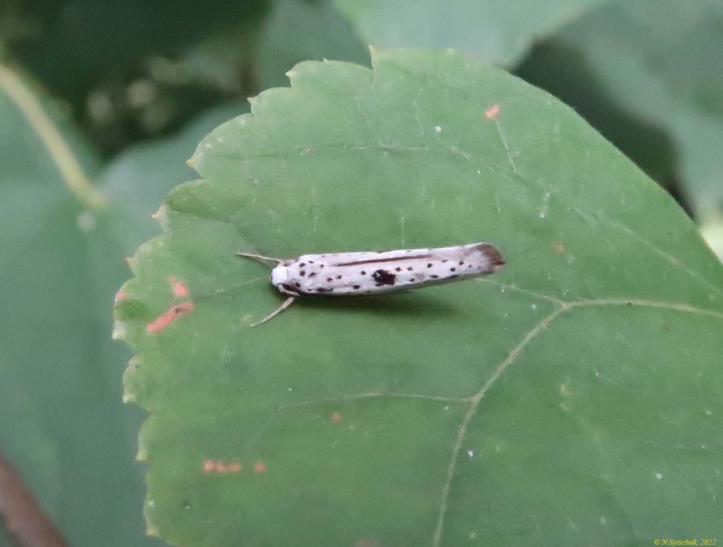 Yponomeuta plumbella (Denis & Schiffermüller, 1775)