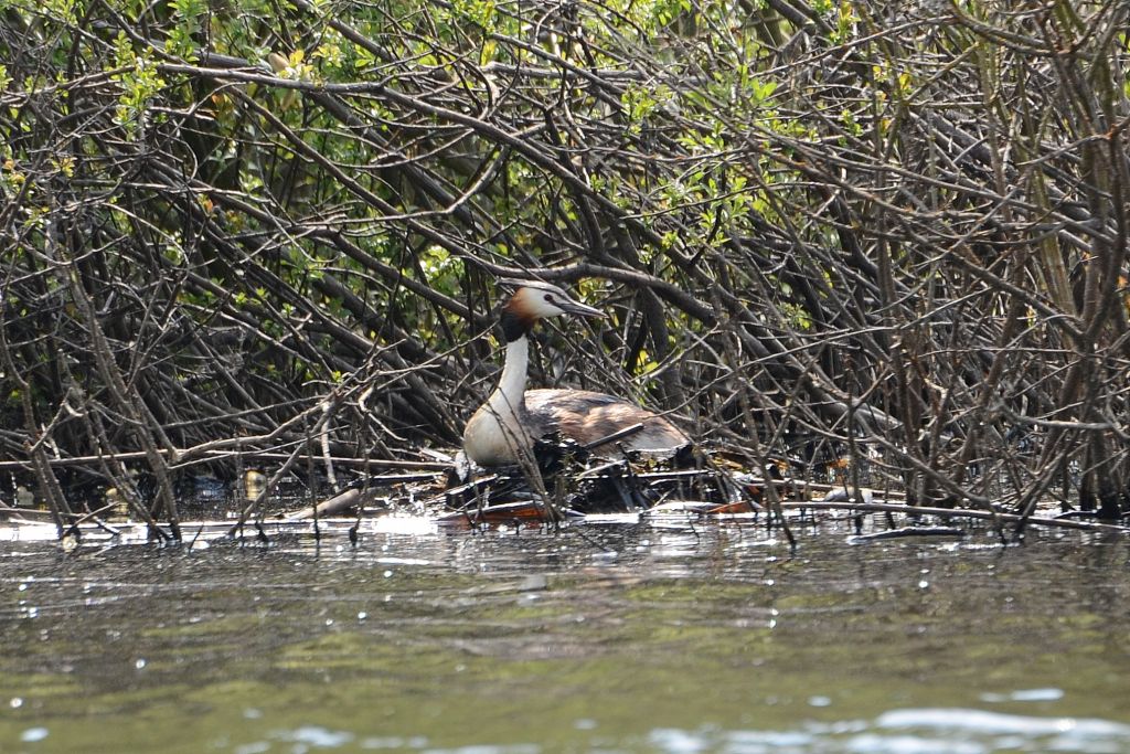 Podiceps cristatus (Linnaeus, 1758)