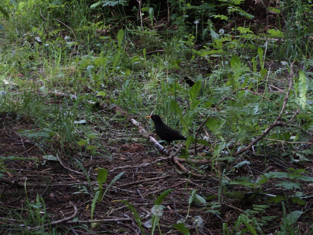 Turdus merula Linnaeus, 1758