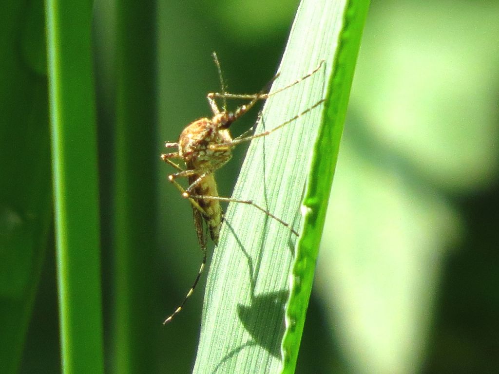 Culicidae Meigen, 1818