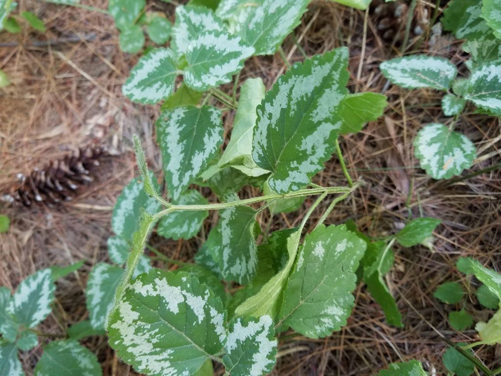 Lamium galeobdolon (L.) L.