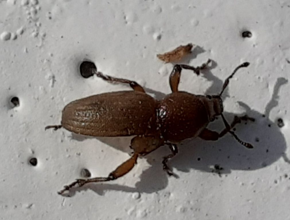 Psallidium (Psallidium) maxillosum (Fabricius, 1792)