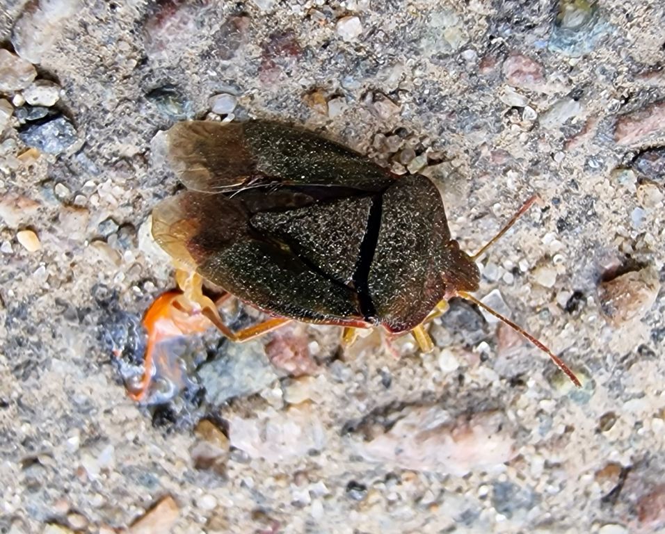 Palomena prasina (Linnaeus, 1761)