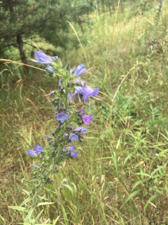 Echium vulgare L.