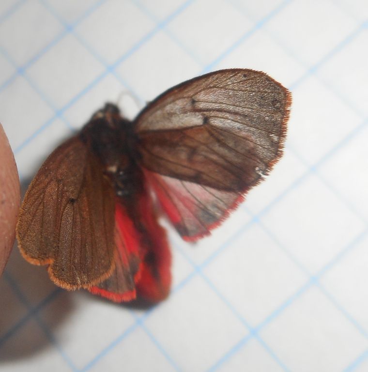 Phragmatobia fuliginosa (Linnaeus, 1758)