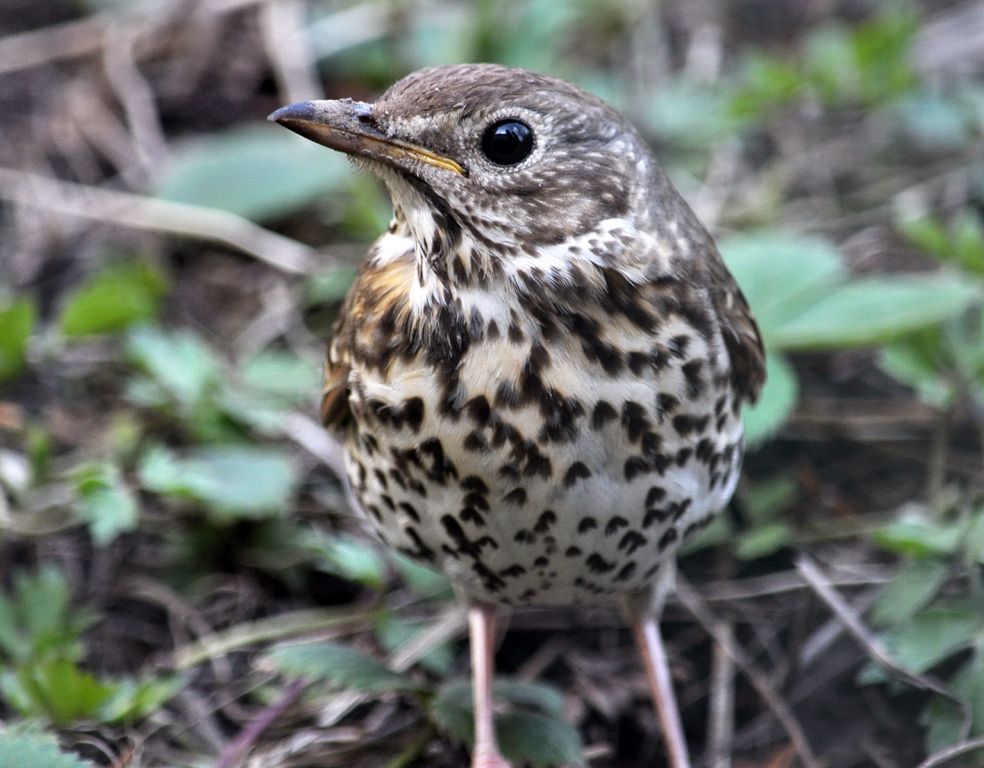 Turdus philomelos C.L.Brehm, 1831