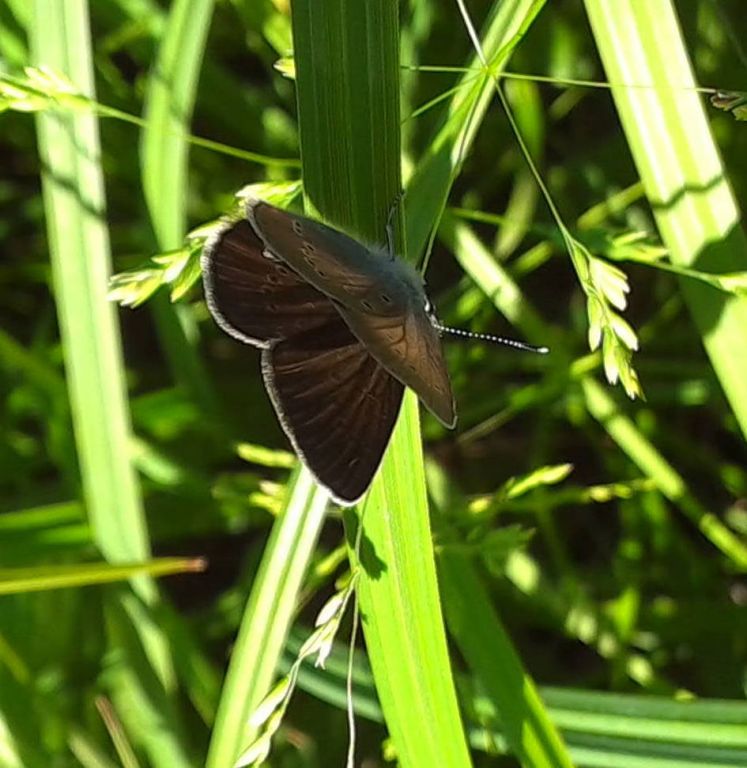 Cyaniris semiargus (Rottemburg, 1775)