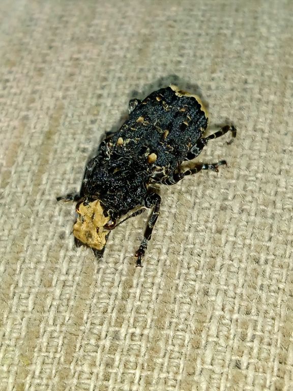 Platyrhinus resinosus (Scopoli, 1763)