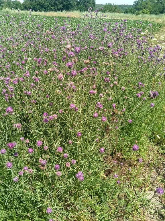Centaurea scabiosa L.