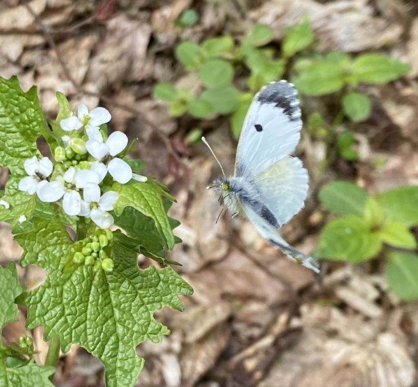 Anthocharis cardamines (Linnaeus, 1758)