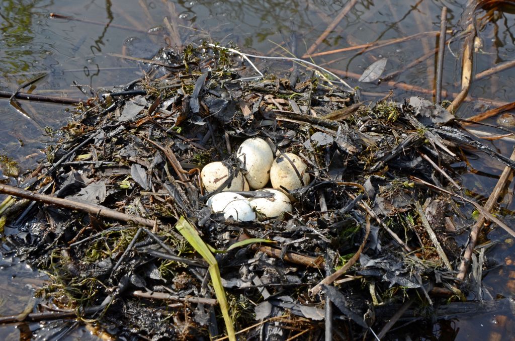 Podiceps cristatus (Linnaeus, 1758)
