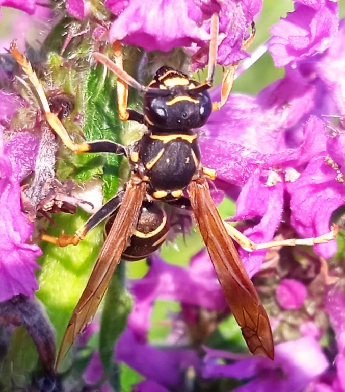 Polistes nimpha (Christ, 1791)