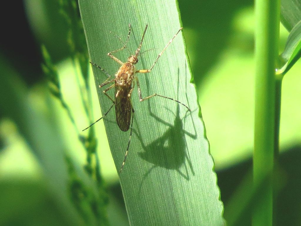 Culicidae Meigen, 1818