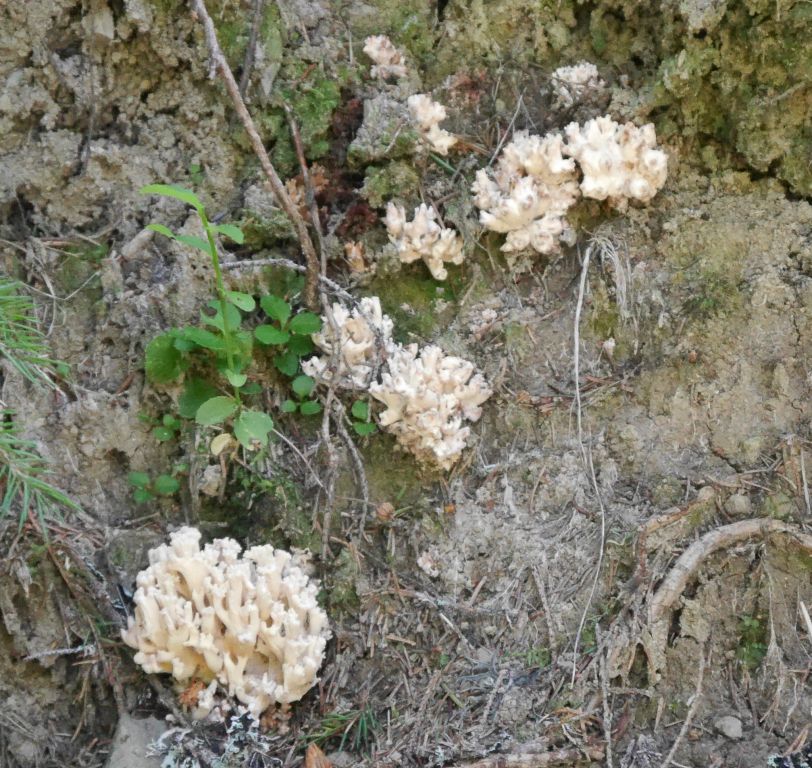 Ramaria