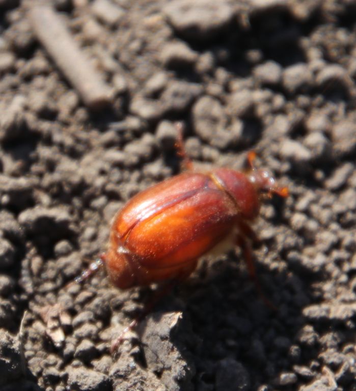 Miltotrogus Reitter, 1902
