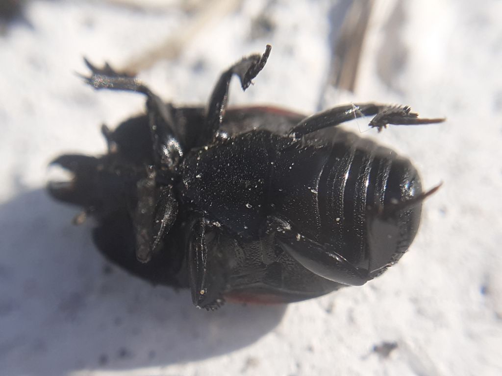 Hister quadrimaculatus Linnaeus, 1758